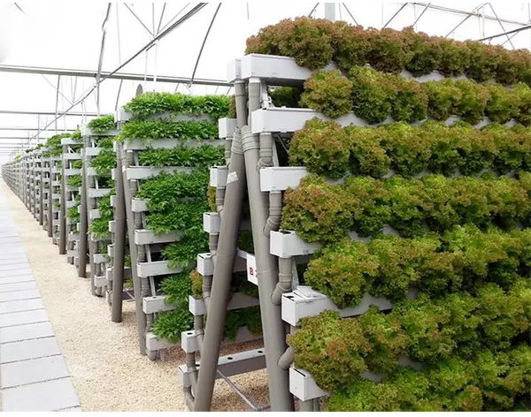 Commercial hydroponic lettuce production