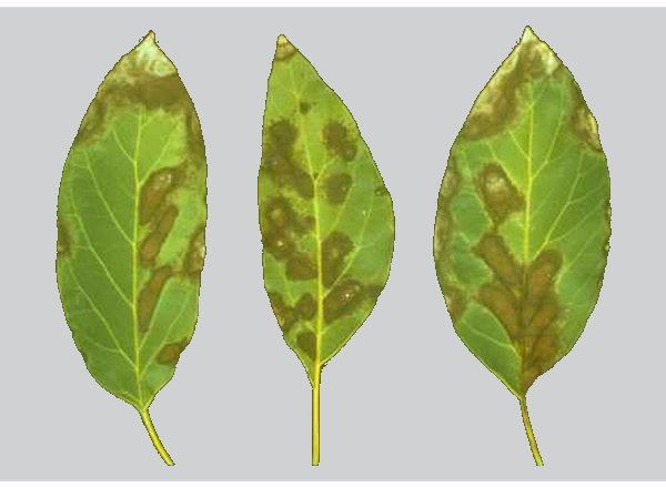 Sodium / chloride damaged leaves